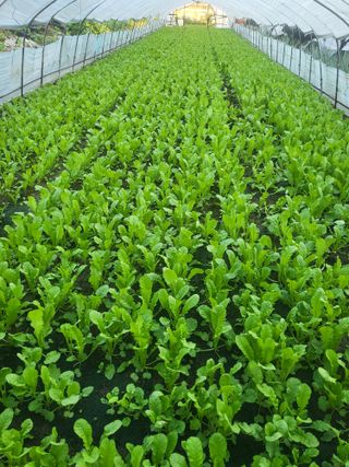 김성제님의 기타작물 · 영농일지 작성글 사진