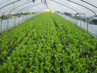 김성제님의 기타작물 · 영농일지 작성글 사진