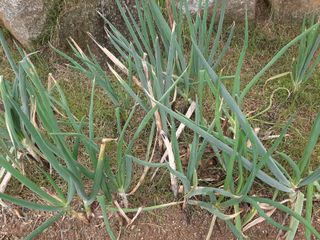 이응천님의 파 · 영농일지 작성글 사진