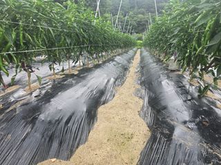 김진환님의 고추 · 영농일지 작성글 사진