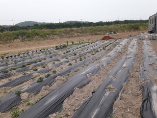 호박천지님의 두릅 · 일상 작성글 사진