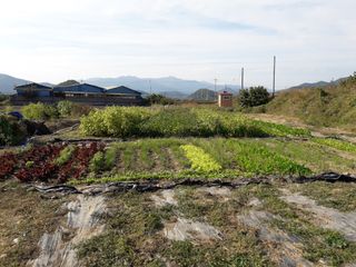 호박천지님의 두릅 · 일상 작성글 사진