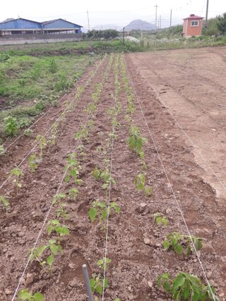 호박천지님의 두릅 · 일상 작성글 사진
