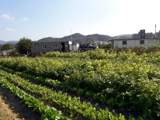 호박천지님의 두릅 · 일상 작성글 사진