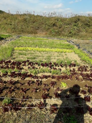 호박천지님의 두릅 · 일상 작성글 사진