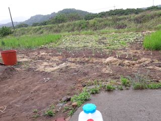 호박천지님의 두릅 · 일상 작성글 사진