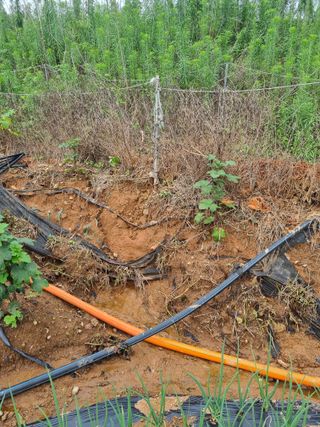 신영철(충남청양군)님의 두릅 · 영농일지 작성글 사진