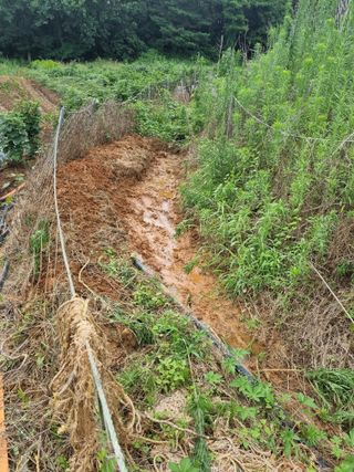 신영철(충남청양군)님의 두릅 · 영농일지 작성글 사진