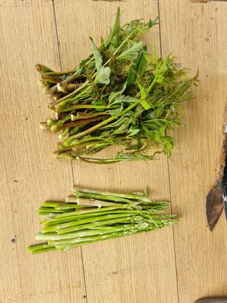 신영철(충남청양군)님의 두릅 · 영농일지 작성글 사진