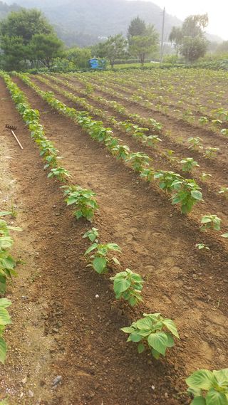 곤지암부곡농부김동천님의 들깨 · 영농일지 작성글 사진