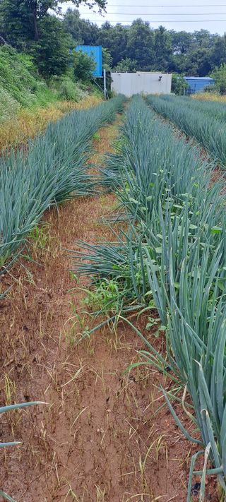 이문희님의 파 · 영농일지 작성글 사진