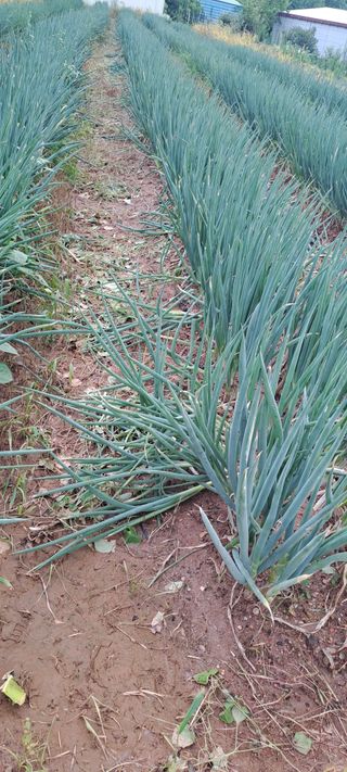 이문희님의 파 · 영농일지 작성글 사진