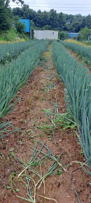 이문희님의 파 · 영농일지 작성글 사진