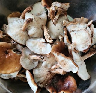 ogapiall님의 자유주제 · 자유게시판 작성글 사진