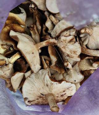 ogapiall님의 자유주제 · 자유게시판 작성글 사진