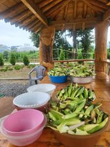 팜모닝 옥수수·영농일지 게시글 이미지