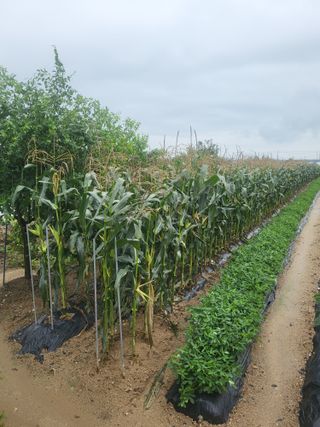 갑부님의 옥수수 · 영농일지 작성글 사진