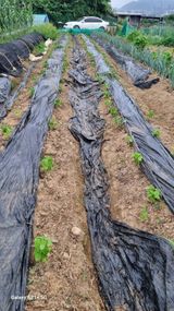 팜모닝 들깨·영농일지 게시글 이미지