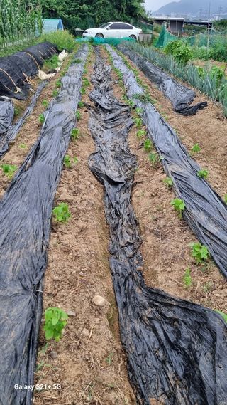 참깨15518님의 들깨 · 영농일지 작성글 사진