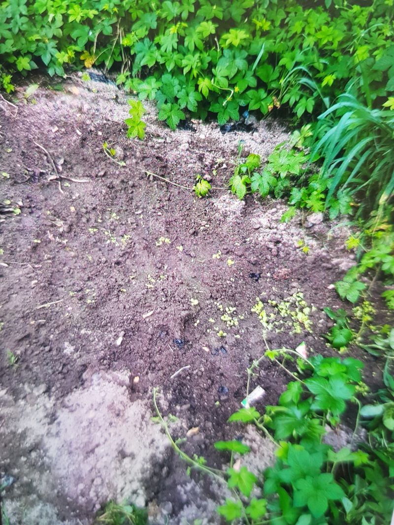 남금자님의 장터 판매 상품 [아세아소형관리기 및 철조망] 첨부 사진