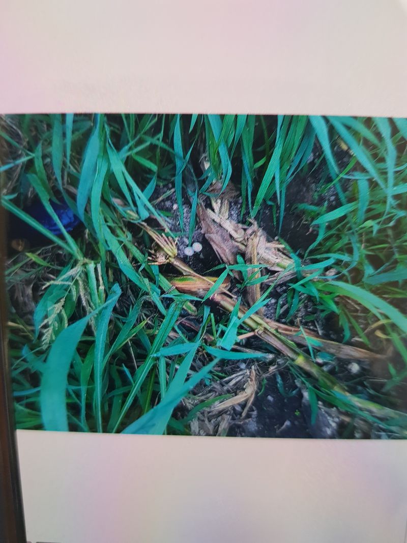 남금자님의 장터 판매 상품 [아세아소형관리기 및 철조망] 첨부 사진