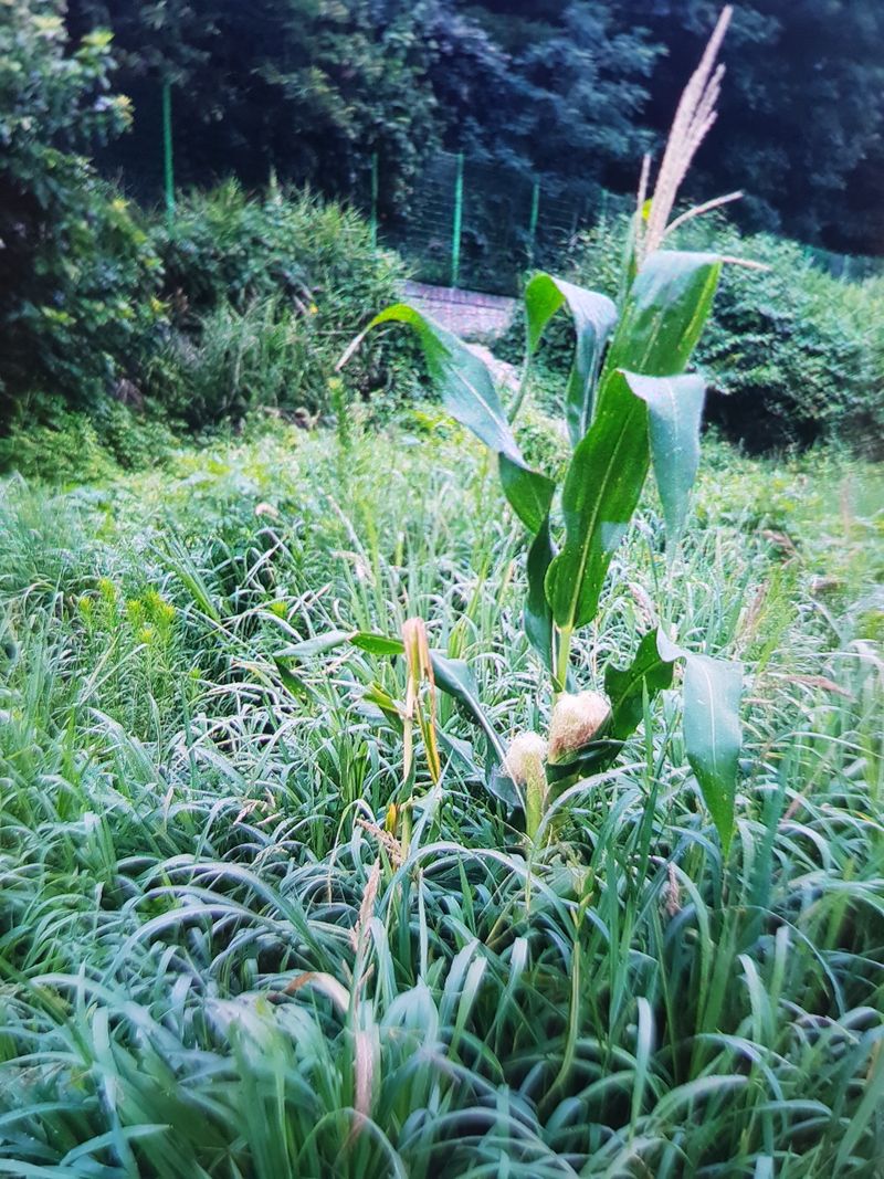 남금자님의 장터 판매 상품 [아세아소형관리기 및 철조망] 첨부 사진