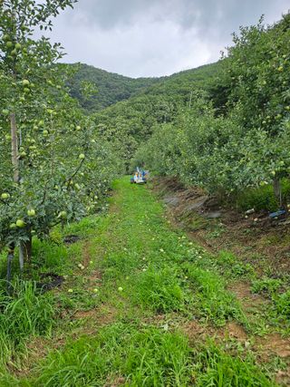 강병학님의 사과 · 영농일지 작성글 사진