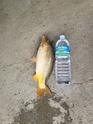 박순례님의 🍗삼복 보양식 추천해요! · 참여글 작성글 사진