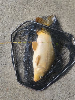 박순례님의 🍗삼복 보양식 추천해요! · 참여글 작성글 사진