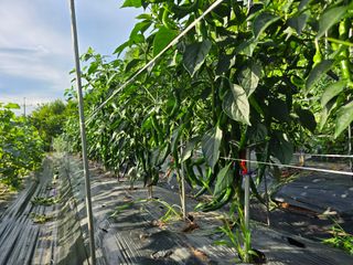 박정원님의 자유주제 · 자유게시판 작성글 사진