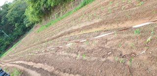 노을연가님의 콩 · 영농일지 작성글 사진