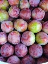 팜모닝 자두·영농일지 게시글 이미지