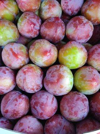 자두농부 6207님의 자두 · 영농일지 작성글 사진