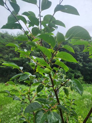강철님의 자유주제 · 자유게시판 작성글 사진