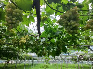 그림농원님의 콩 · 자유게시판 작성글 사진