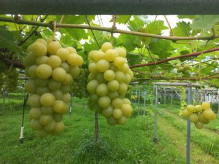 그림농원님의 콩 · 자유게시판 작성글 사진