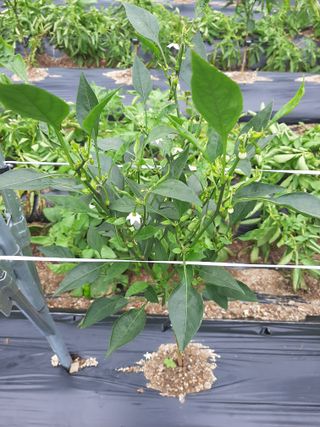 라온뜨락님의 고추 · 병해충상담 작성글 사진