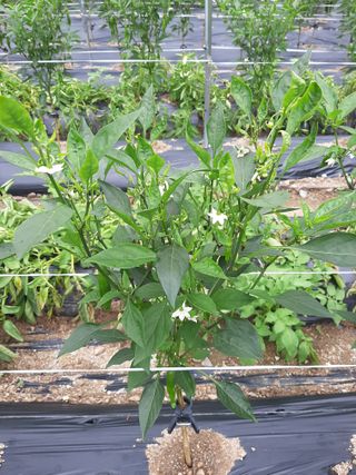 라온뜨락님의 고추 · 병해충상담 작성글 사진