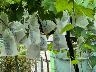 최호용님의 배 · 영농일지 작성글 사진