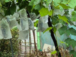 최호용님의 배 · 영농일지 작성글 사진