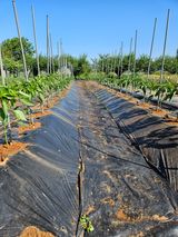 팜모닝 고추·영농일지 게시글 이미지