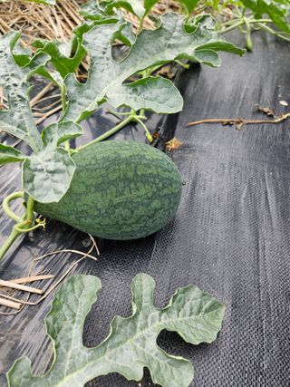 농심은천심님의 고추 · 영농일지 작성글 사진