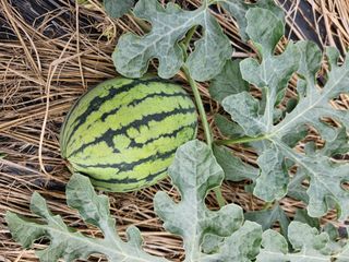 농심은천심님의 고추 · 영농일지 작성글 사진