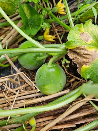 농심은천심님의 고추 · 영농일지 작성글 사진