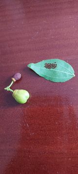 팜모닝 기타작물·병해충상담 게시글 이미지