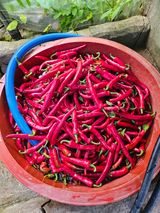 팜모닝 고추·영농일지 게시글 이미지