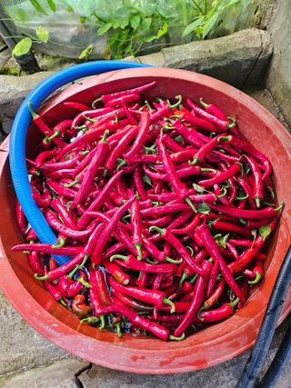 대전초보농부(금재)님의 고추 · 영농일지 작성글 사진