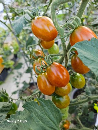 옥상농원님의 토마토 · 영농일지 작성글 사진