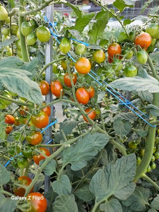 옥상농원님의 토마토 · 영농일지 작성글 사진