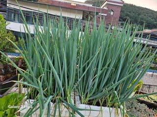 옥상농원님의 자유주제 · 자유게시판 작성글 사진